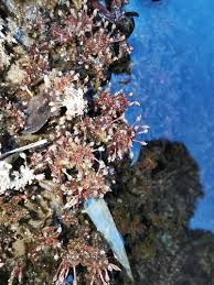 Image result for Tristicha