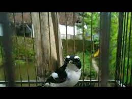 Jenis burung decu kembang, cara merawat decu kembang, daftar harga burung decu kembang terbaru, cara mengobati decu kembang, pakan terbaik decu kembang agar cepat gacor. Kicau Burung Decu Kembang