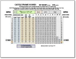 Pin On Miniature Cattle Com