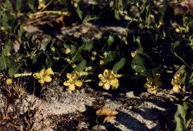 Image result for Kalaharia uncinata