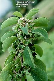 Image result for Gouania