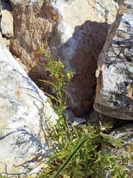 Image result for Afrohybanthus enneaspermus