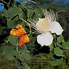 Image result for Capparaceae