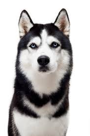 Siberian Husky Black And White Blue Eyes Very Serious Black And White Husky With Blue Eyes Very Funny Dog Studio Photo Dog Poker Face Siberianhusky In 2020 White Husky Husky Husky With Blue Eyes
