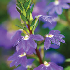 Image result for Scaevola