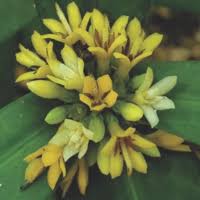 Image result for Pavetta sp. J