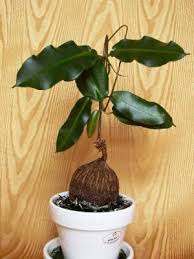 Image result for Cadaba natalensis