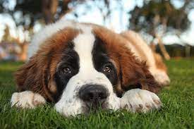 The father (sire) of the puppies is related to the saint bernard featured in the movie beethoven's big break. Saint Bernard Dog Breed Information