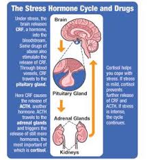 Stress And Drug Abuse The Brain Connection Scholastic Nida