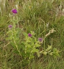 Image result for Psammotropha myriantha