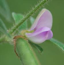 Image result for Tephrosia pumila