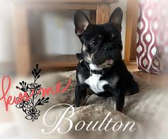 Hours may change under current circumstances French Bulldogs Washington State Washington French Bulldog Breeder Ib Just Frenchies