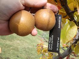 Image result for Pyrus pyrifolia