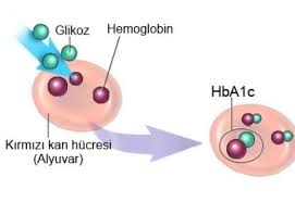 Glikolize Hemoglobin Glikolize Hemoglobin Olcumu Kan Gen Tr Kan Hastaliklari
