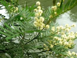 Image result for Acacia kamerunensis