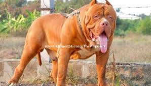 The andante bandog is a beautiful, one of a kind, luxury dog. American Bandog Xxl Esybuys