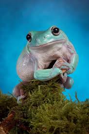 The lifespan of a red eyed tree frog is around 5 years. Handsome Boy Posing For His Portrait Whites Tree Frog Green Tree Frog Pet Frogs
