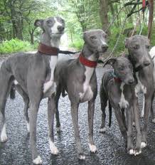 pin by ruby stillwell on italian grey hound whippet grey