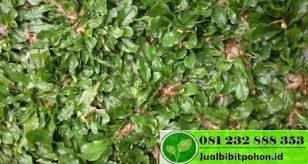 Jenis rumput gajah mini ini lebih murah ketimbang jenis rumput lainnya misalnya saja rumput jepang. Harga Rumput Gajah Mini Per Meter Jual Bibit Pohon Dan Tanaman