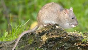 Tiwi aboriginals dig out the frogs and squeeze them. Amazing Facts About Rats Onekindplanet Animal Education Facts