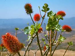 Image result for Greyia