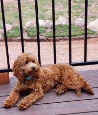 They have had their first sets of shots. Cockapoos Breeders Registry American Cockapoo Club