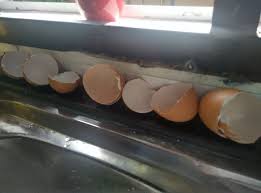 Cicak merupakan hewan yang cukup mengganggu dengan. Suria Amanda Petua Halau Cicak