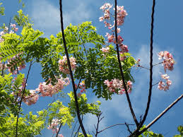 Image result for Cassia javanica