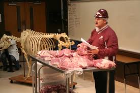 Beef Carcass Yields And Value Demonstration In Ansc 437