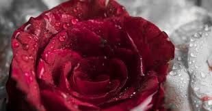 Gambar Bunga Bunga Bagus Wallpaper Bunga Bunga Air Alam Merapatkan Kuning Nikon Basah Download Selain Indah Bunga Maw Mawar Cantik Bunga Menggambar Bunga