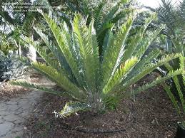 Image result for Encephalartos munchii