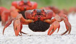 Christmas island 39 s red crab invasion that 39 s amazing. 7 Nights Red Crab Migration Broome Kimberley
