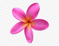 Check spelling or type a new query. Transparent Plumeria Flower Png Pink Plumeria Flower Png Clipart 5701203 Pinclipart