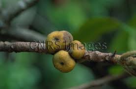 Image result for Ficus saussureana