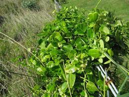 Image result for Cynanchum obtusifolium