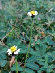 Image result for Tridax procumbens