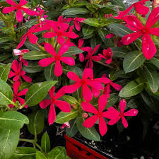 Image result for Catharanthus