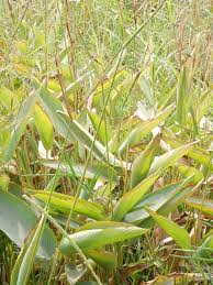 Image result for Hypselodelphys scandens