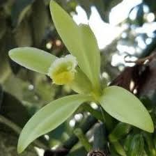 Image result for Vanilla polylepis