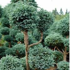 Image result for Pomaria burchellii