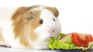 Io ho un porcellino d india che mangia di tutto e di più. Alimentazione Della Cavia Elenco Completo Di Alimenti