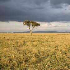 Find 293 synonyms for grassland and other similar words that you can use instead based on 4 separate contexts from our thesaurus. Grassland Habitats Theschoolrun