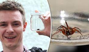 Brighton & hove city council, hove. Britain S Most Infested City Launches New Pest Control To Exterminate False Widow Spiders Uk News Express Co Uk
