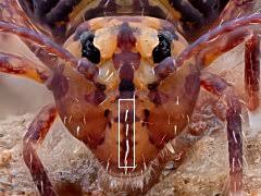 Image result for Dicoma arenaria