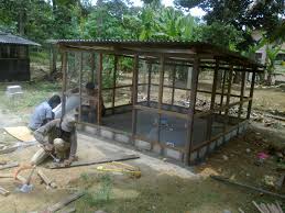 Bagaimana ya cara mengempukkan ayam kampung. Reban Ayam Kampung Cantik