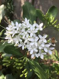 Image result for Pavetta uniflora