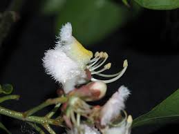 Image result for Hiptage