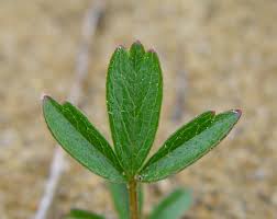 Image result for Rhoicissus tridentata