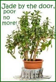 Looking for a plant that attracts prosperity and money for you? Jade Plant Money Plant Feng Shui Plants Jade Plants How To Feng Shui Your Home