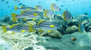 Meminjamkan alat tulis pada teman yang membutuhkan 15 Taman Laut Terindah Di Indonesia Dari Sabang Sampai Merauke Lifestyle Liputan6 Com
